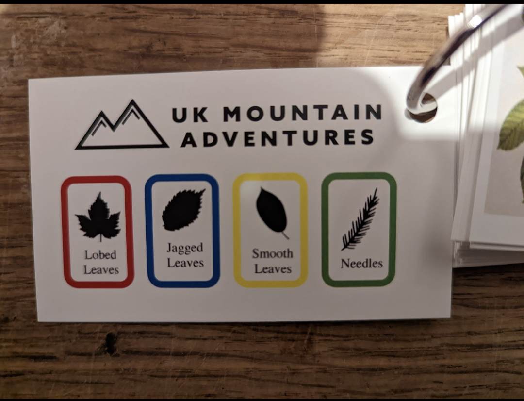 Tree Identification cards with half price Children's 'into the woods!' cards