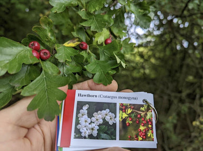 Tree Identification Cards