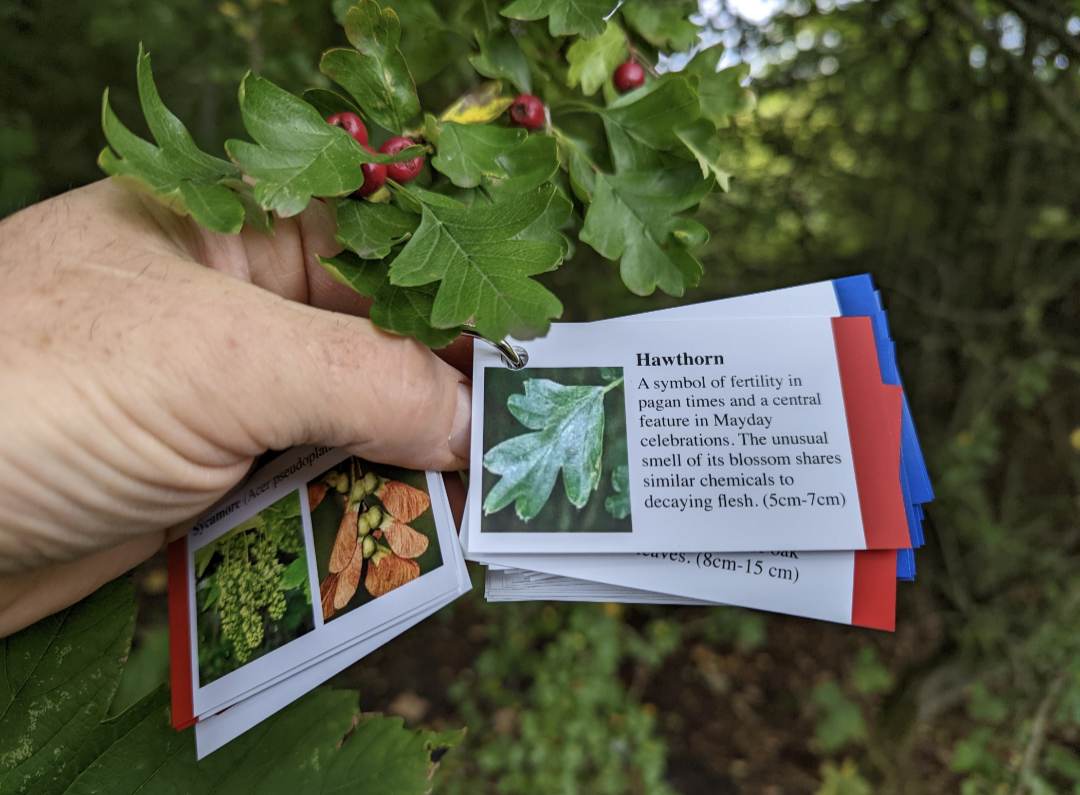 Tree Identification Cards – UK Mountain Adventures