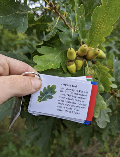 Tree Identification Cards