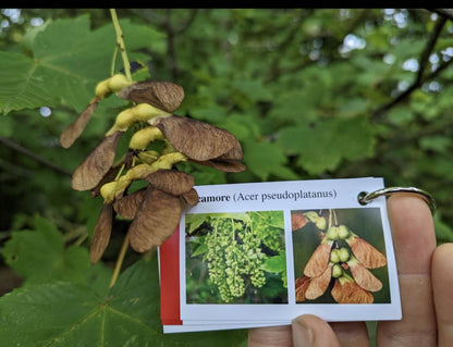 Tree Identification Cards