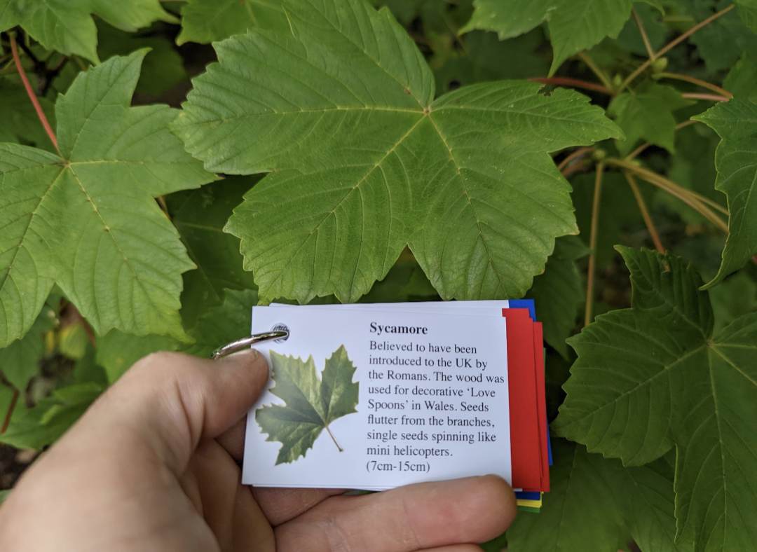 Tree Identification Cards