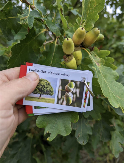 Tree Identification Cards